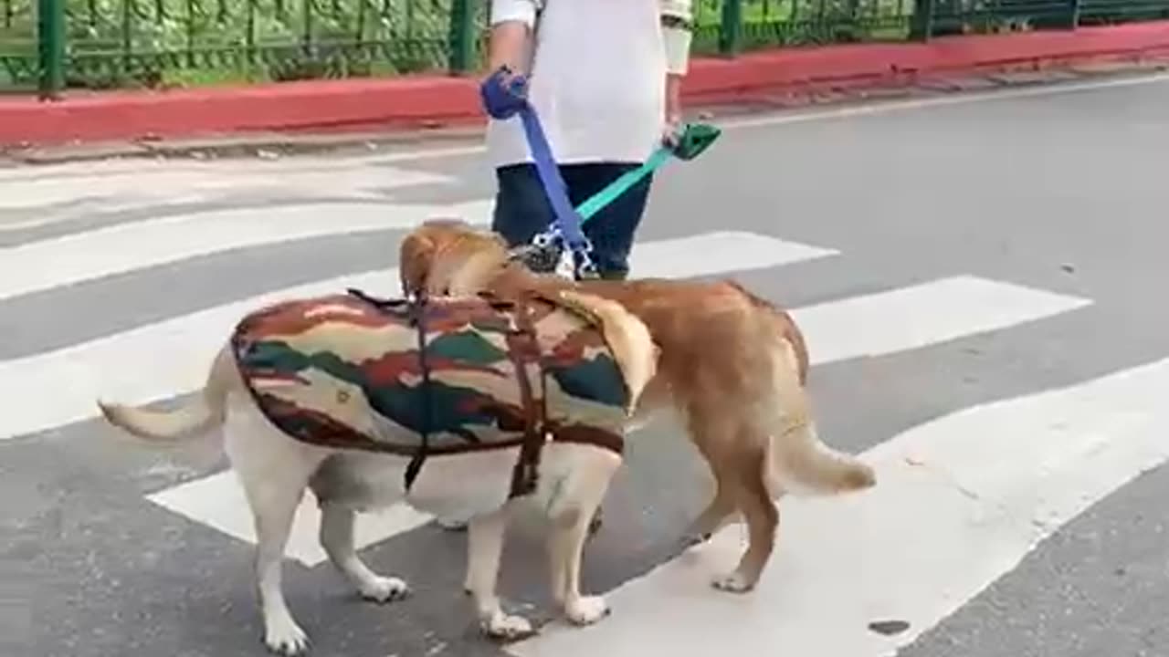 Cutie puppies 🐶 and cutie girl ❤️