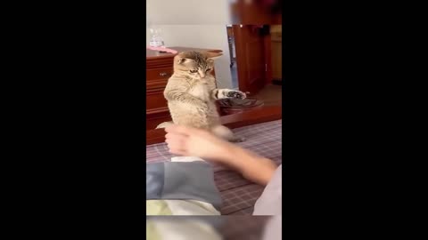 Funny cat moments