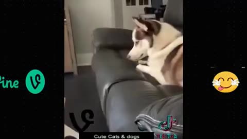 Funny animal