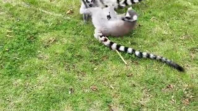 Ring-tailed lemur