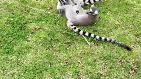 Ring-tailed lemur