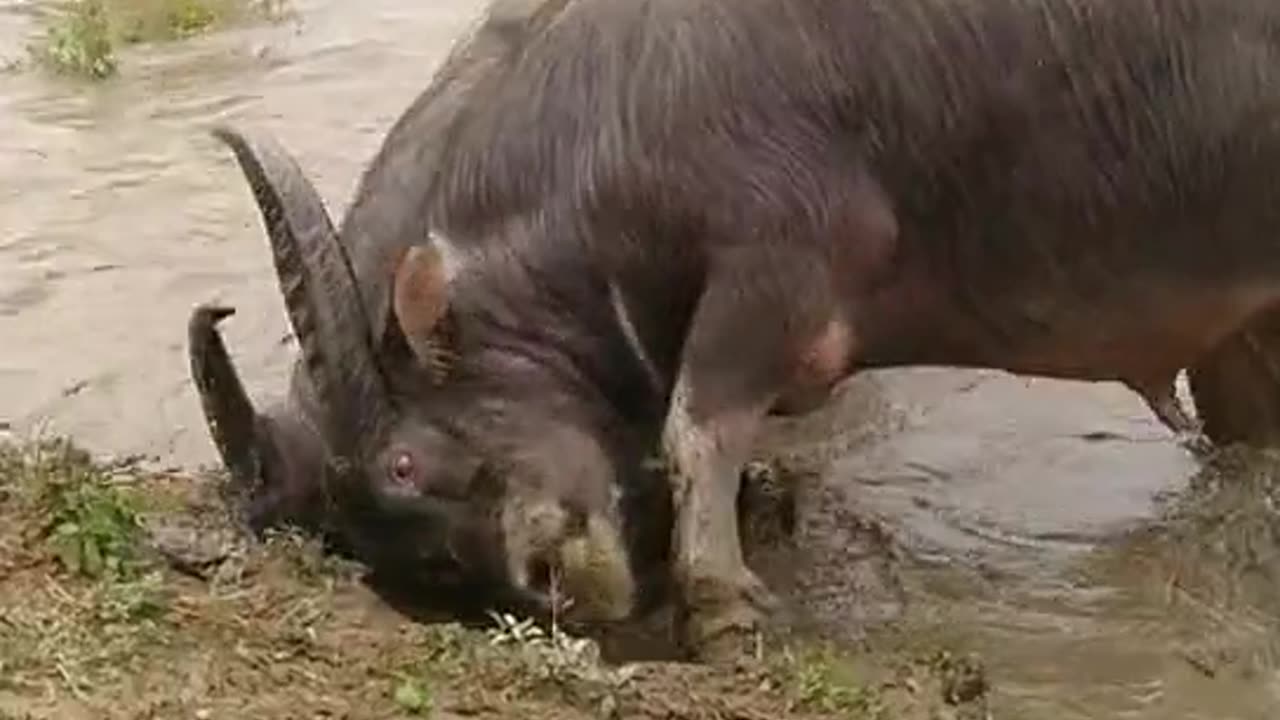 Buffalo 🦬