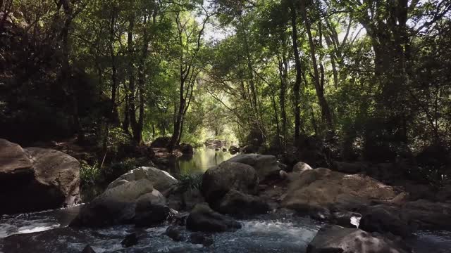 A drone ride through the forest