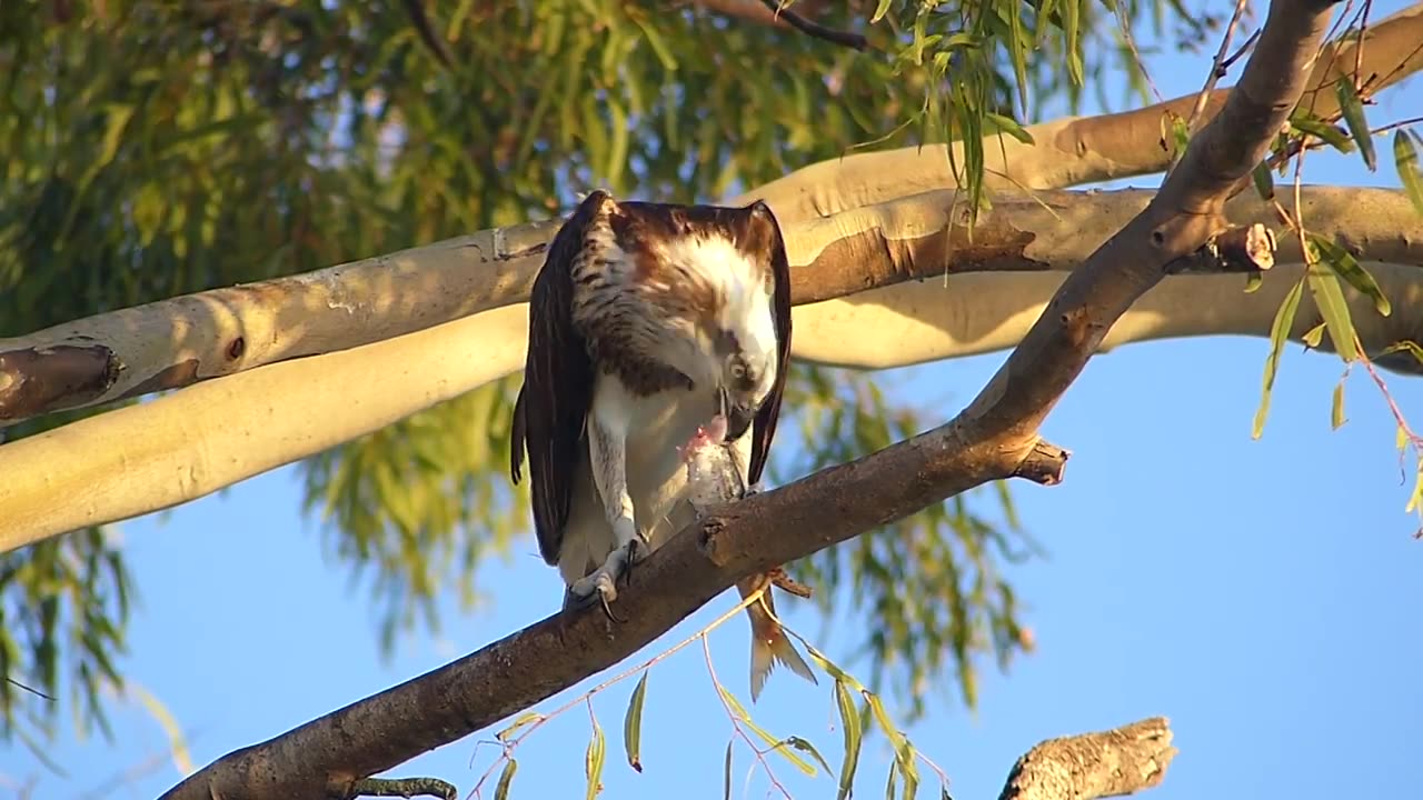 Sea Osprey Eating fish