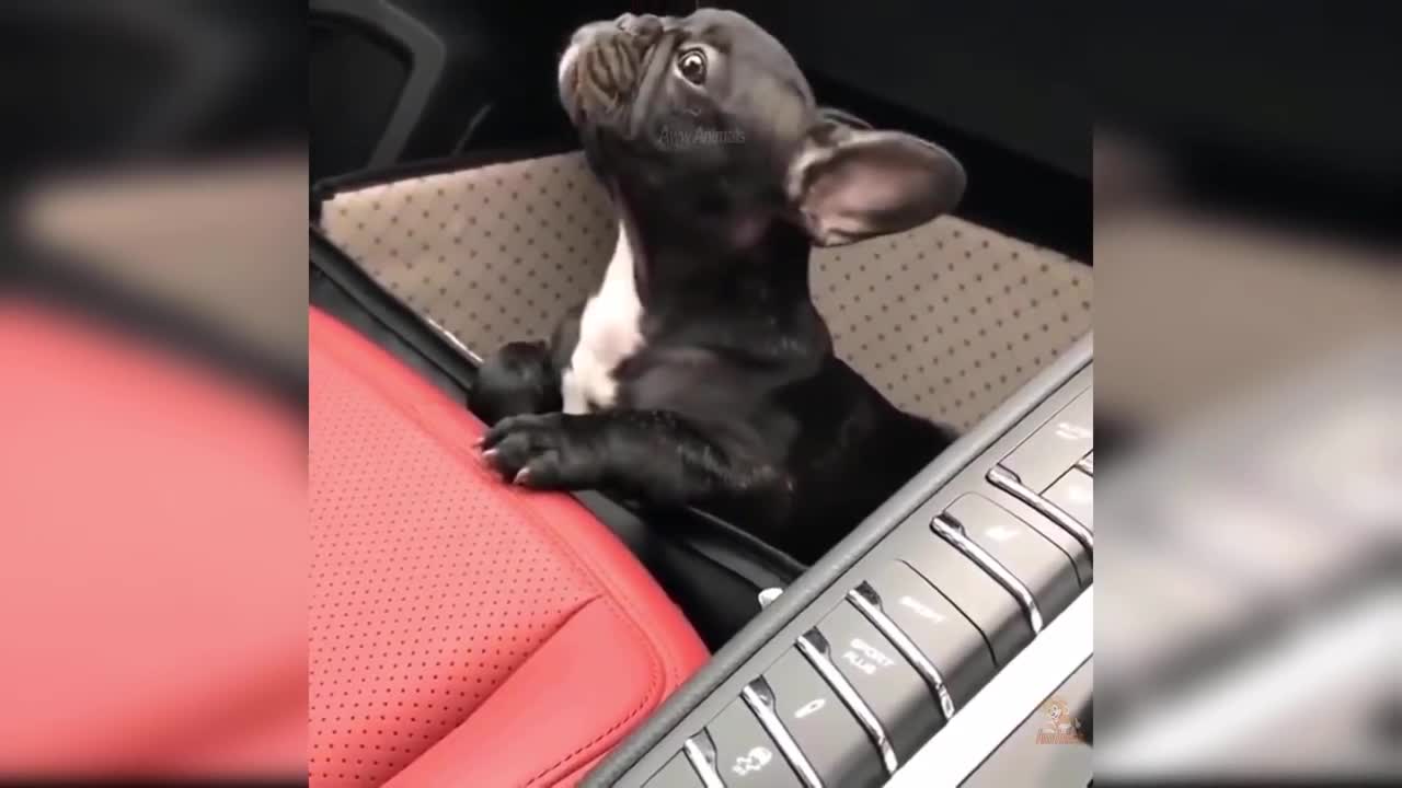 Baby Dogs - Cute and Funny Dog Videos Compilation #20 | Aww Animals