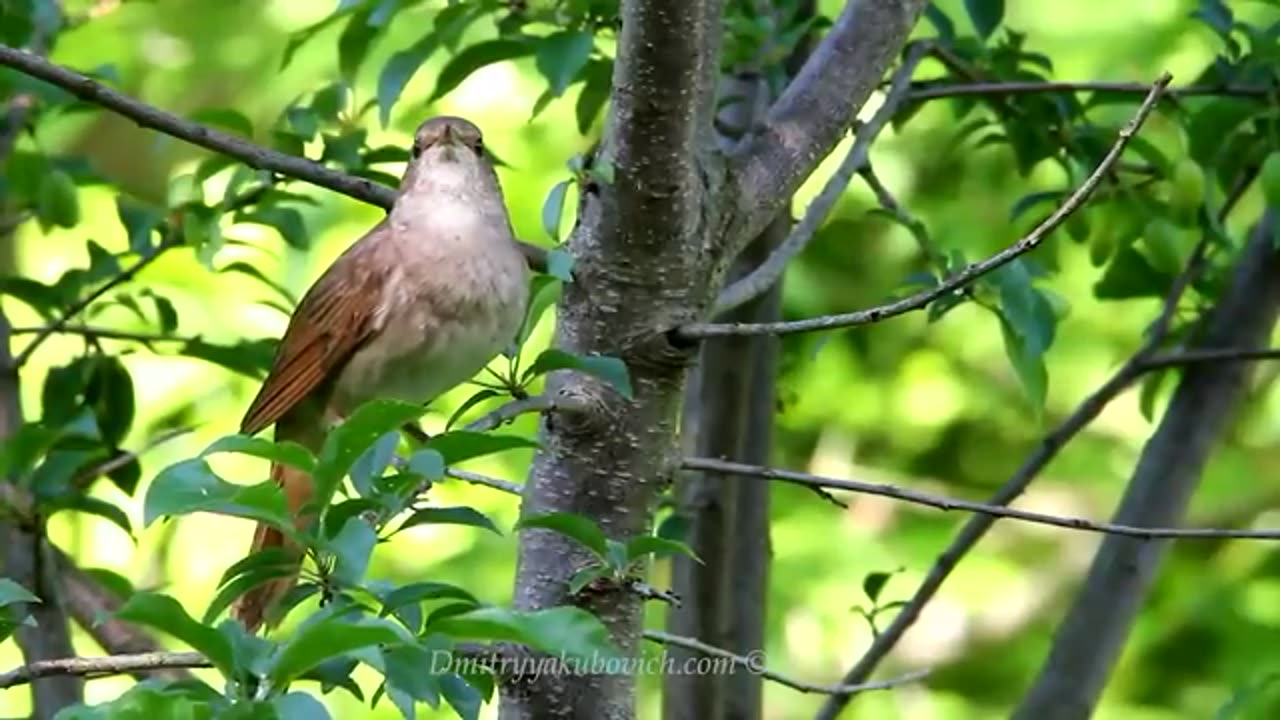 Singing Nightingale