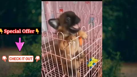 Funny cute Dog video 😂