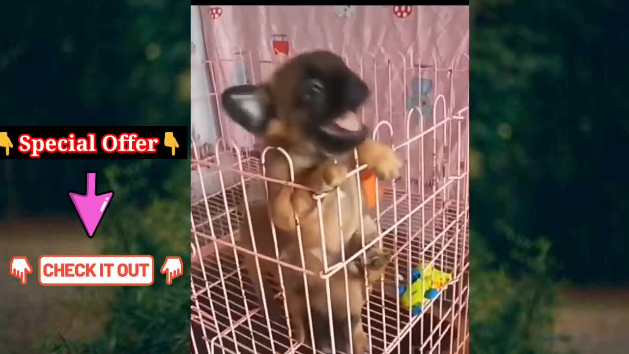 Funny cute Dog video 😂