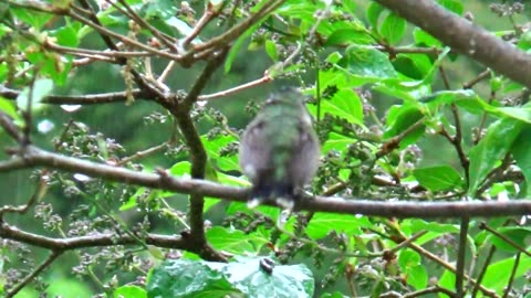 Hummingbird