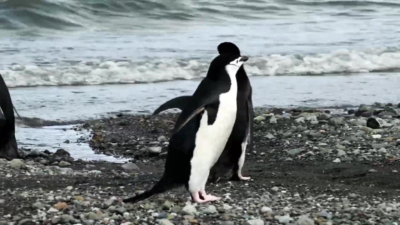 Penguin very beautiful penguin scenery (Full HD) [No Copyright Videos] Free Videos Footage Stock