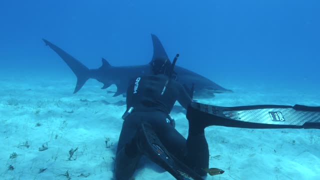 Freediving with a Great Hammerhead Shark in Bimini