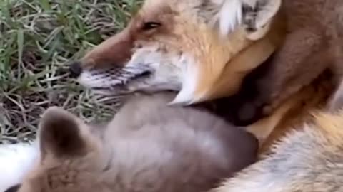 Beutiful animals mother reaction