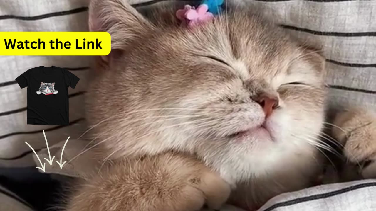 cute cat Original videos /Funny cat Video