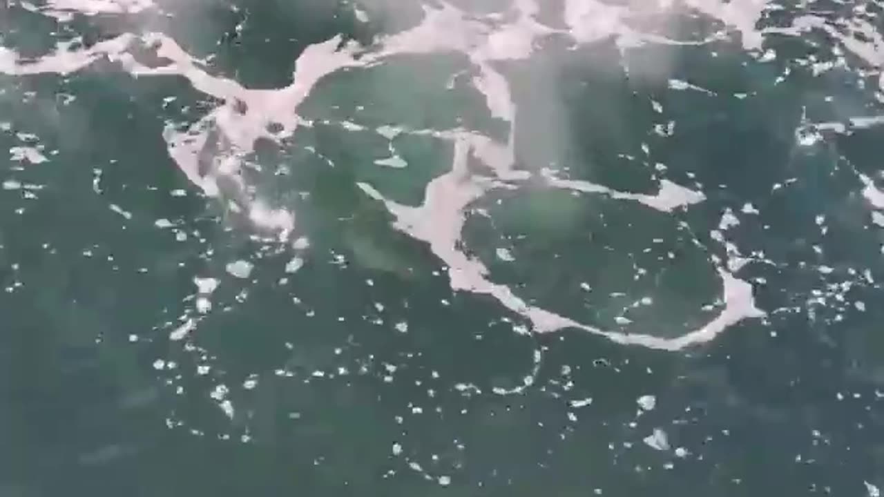 diving dog is looking for stones