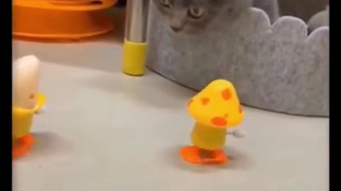 Exclusive treatment of unhappy cats funny videos