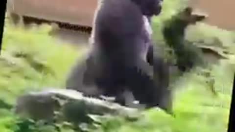 cute animal tiktok