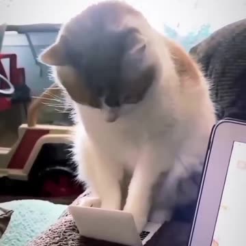 Episode 6| cute cats and dogs compilation video | cutest baby animals