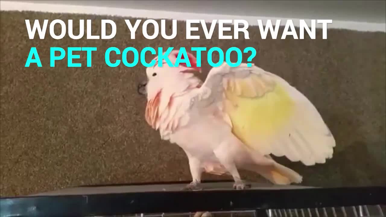 Man Catches Cockatoo Sneaking Out Of His Cage, What Happens Next Is Unbelievable