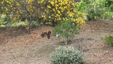 Hawk Vs Duckling!