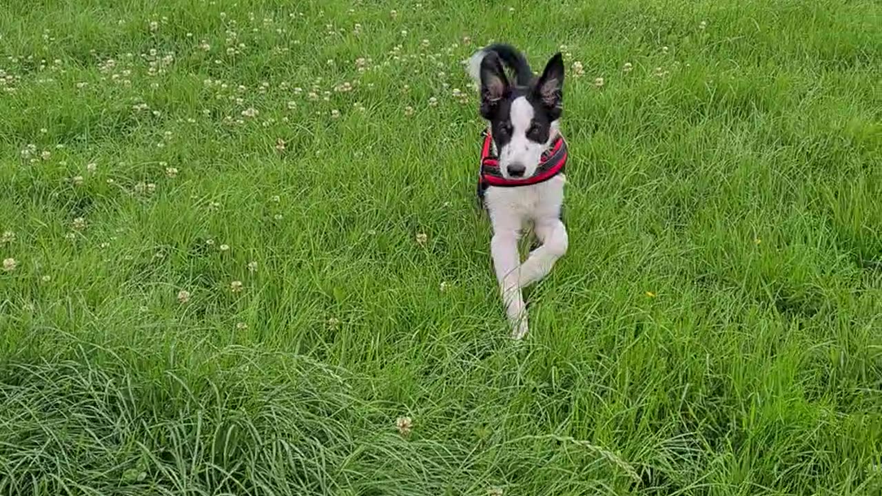 Mylo up the fields