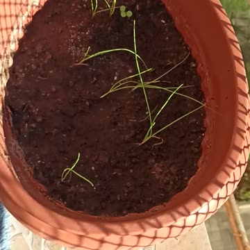 Chives on the balcony