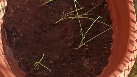 Chives on the balcony