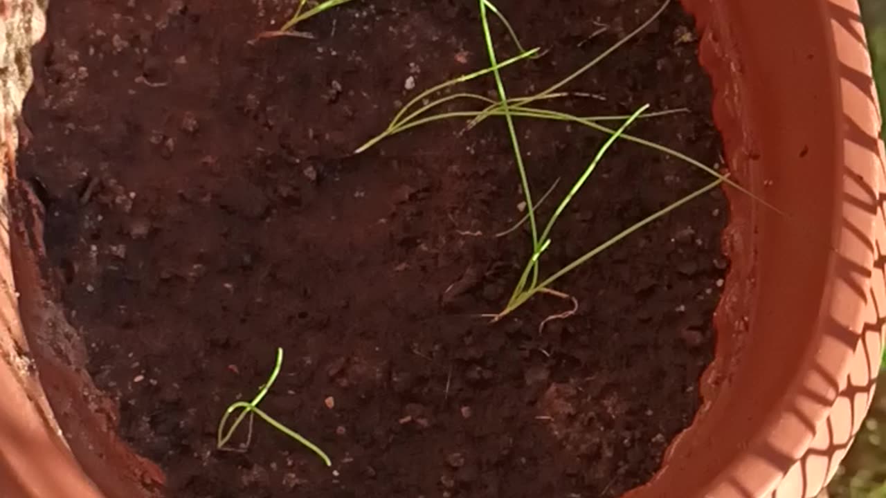 Chives on the balcony