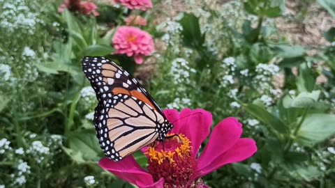 Monarch Butterfly