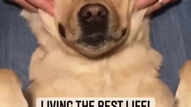 Super Funny Dog Videos # Does your dog enjoy massages? #short