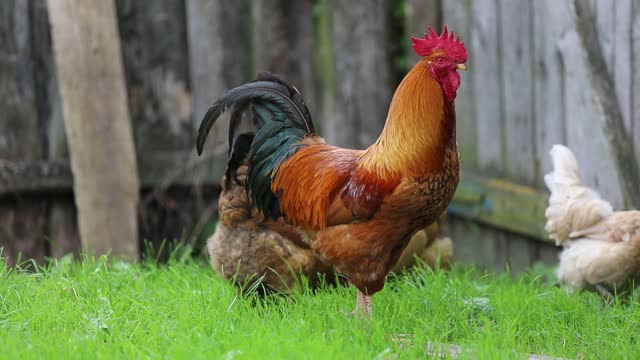 Rooster and chicken beds in the village