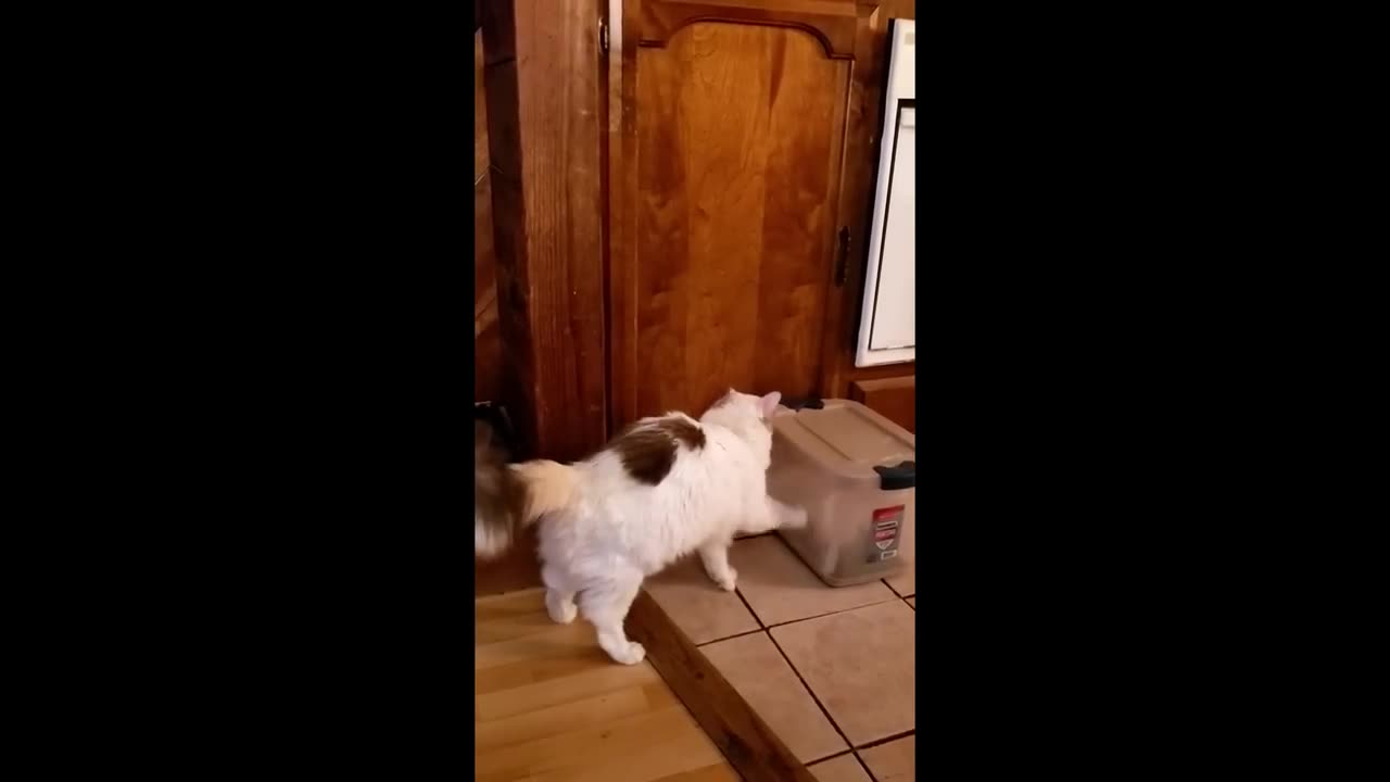 Funny Animals 😅 Funniest Dogs And Cats Videos 2023🐶😺