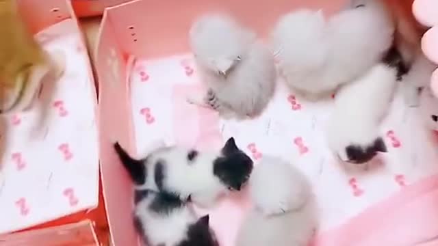 Oh" So many beautiful kitten's. Which variety do you prefer ???