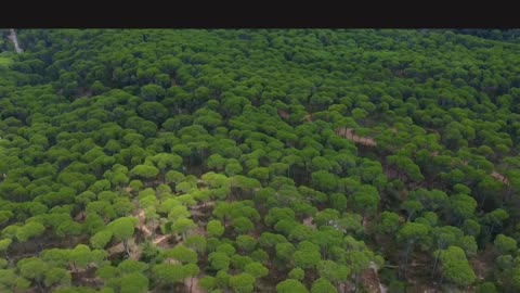 Beautiful trees and roads in the forest.