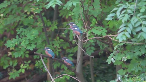 Kingfisher juvenile first day out of there nest!