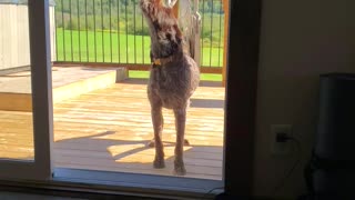 howling Tom wants me to go outside with him