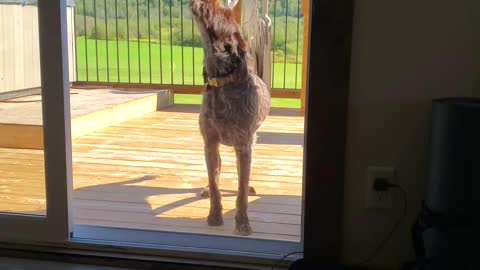 howling Tom wants me to go outside with him