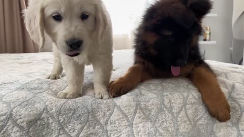 German Shepherd Puppy and Golden Retriever Puppy Playing for the First Time!