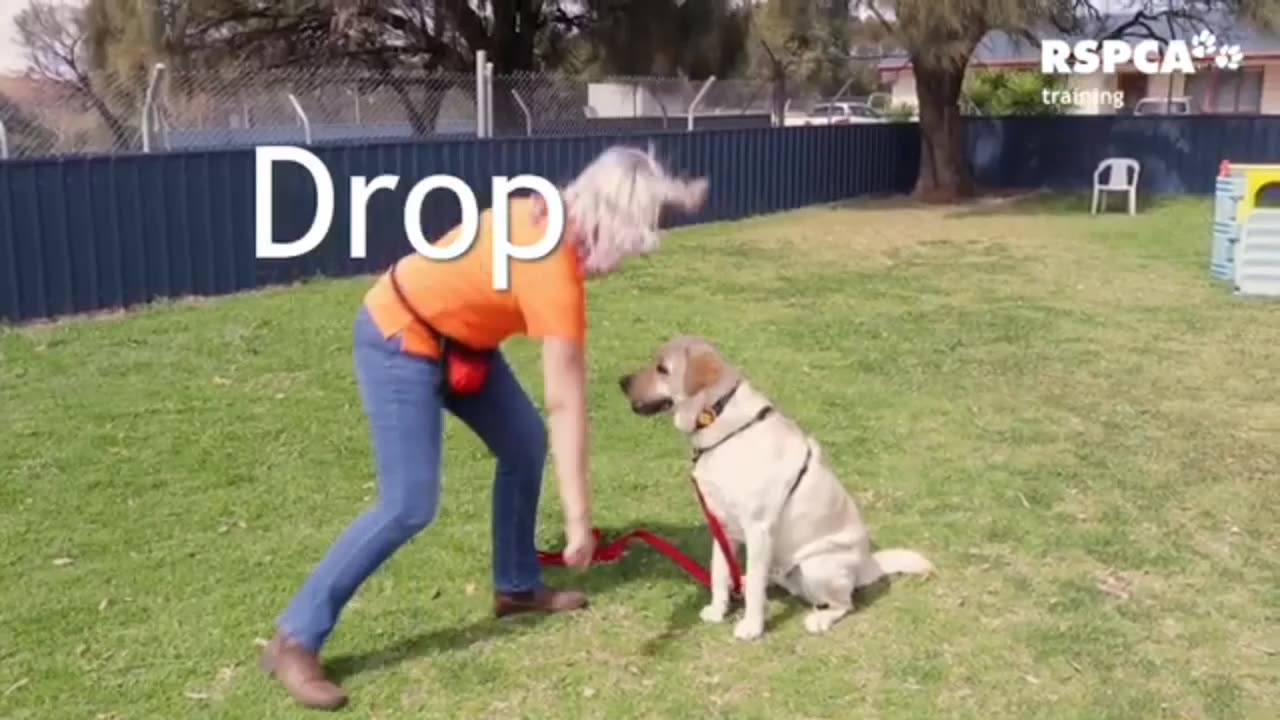 Free Dog Training Series - Lesson 1: how to teach your dog to sit and drop