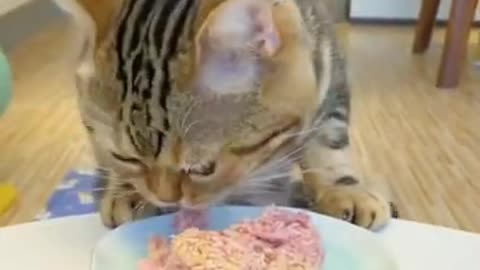 Funny Hungry Cat / Hungry cat eating asmr