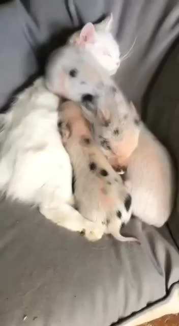 Everyone loves to cuddle 😍😊👍