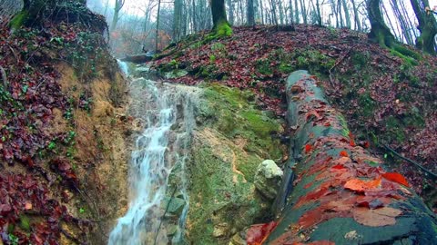 forests around the world