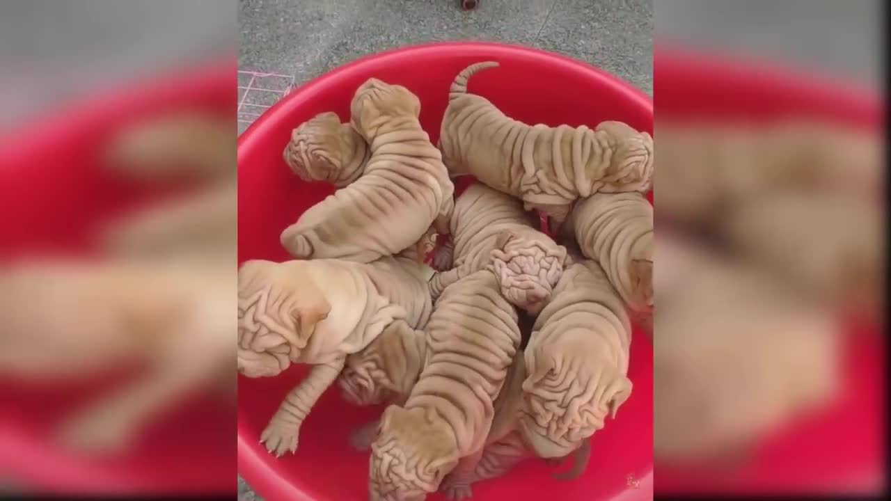 Baby Cute soft Dogs