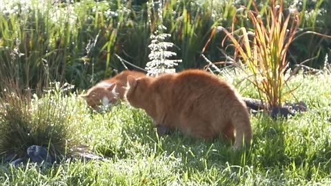 Cat Fight water fall