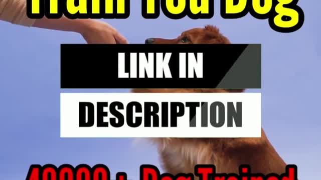 Funny_dog_videos,_Dog_Training,_Videos_de_perros_lindos_#Shorts_#Dogs(4K)