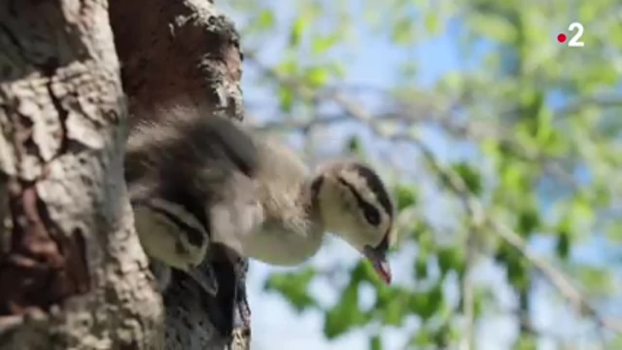 Arctic Geese Chicks Jump Off Cliff to Survive | Hostile Planet