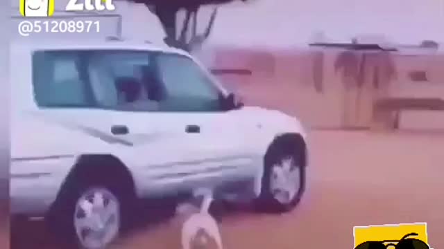 Funny dogs and mans