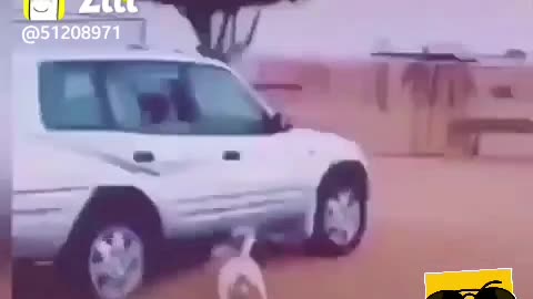 Funny dogs and mans