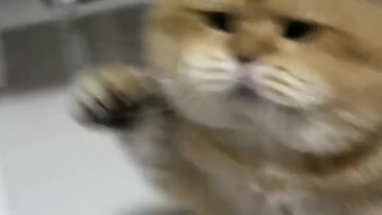 #cat