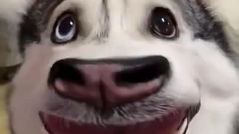 Funny Husky Dance 🤣🤣