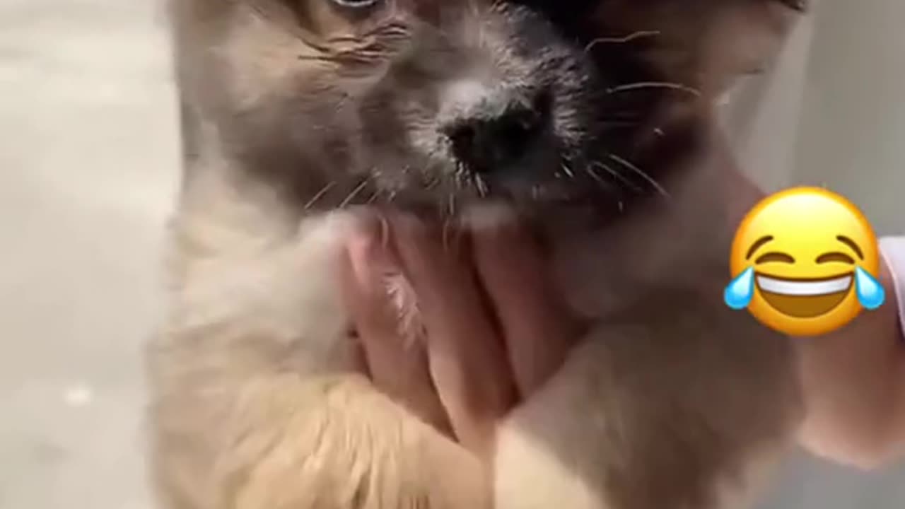 Funny dog :D